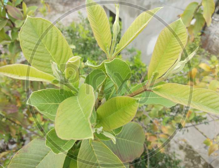 New leaves of guava tree, in spring season