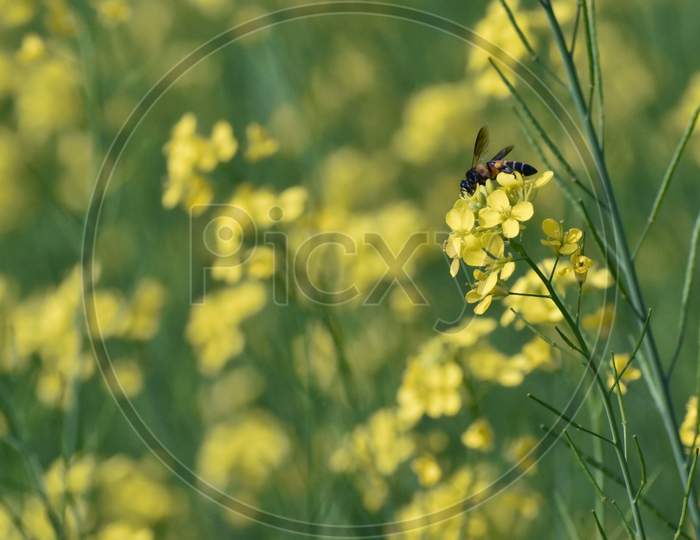 Selective Focus On A Honey Bee Sitting On A Yellow Mustard Flower