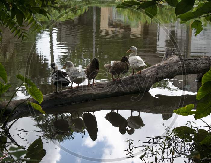 Ducks are resting on a dead tree lying on the lake