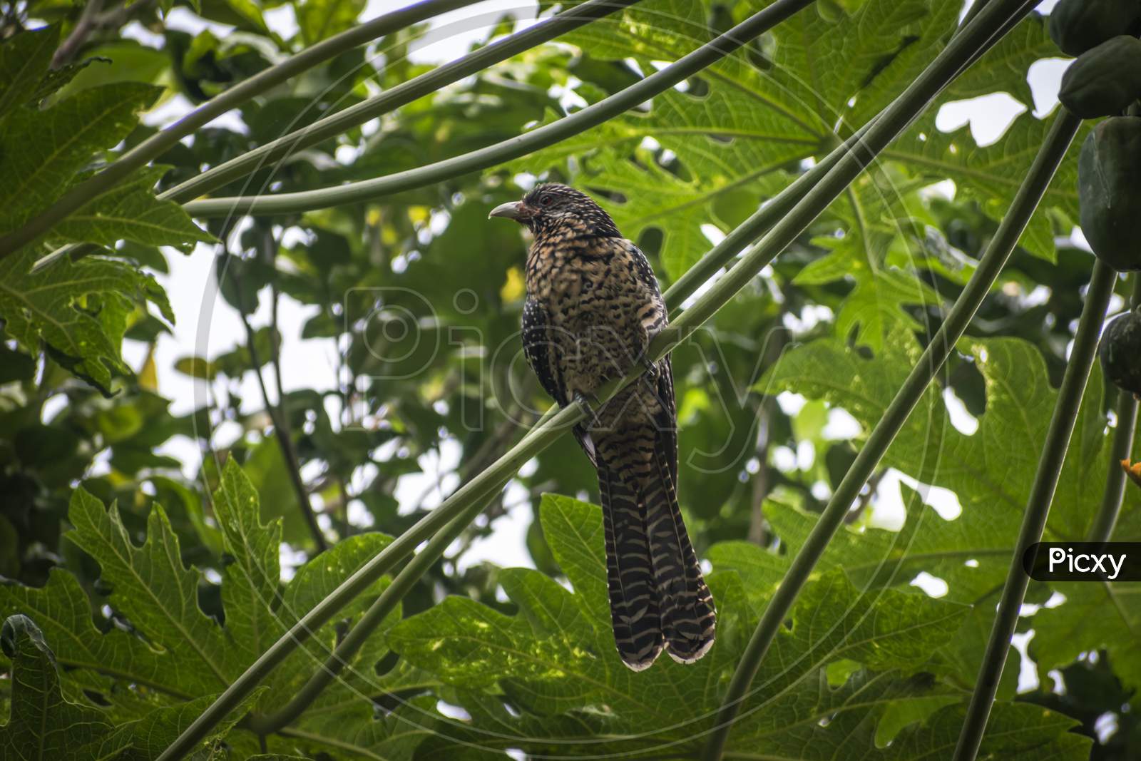 A female Asian Cuckoo bird (Eudynamys scolopaceus) sits on a papaya tree