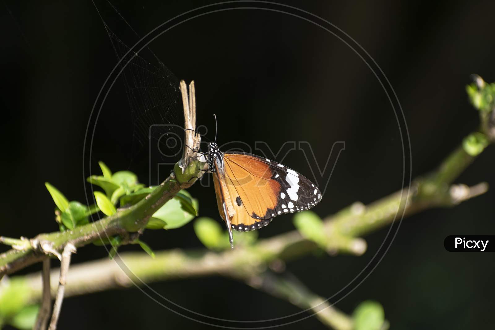 A Monarch butterfly resting on the green trunk of the climber tr