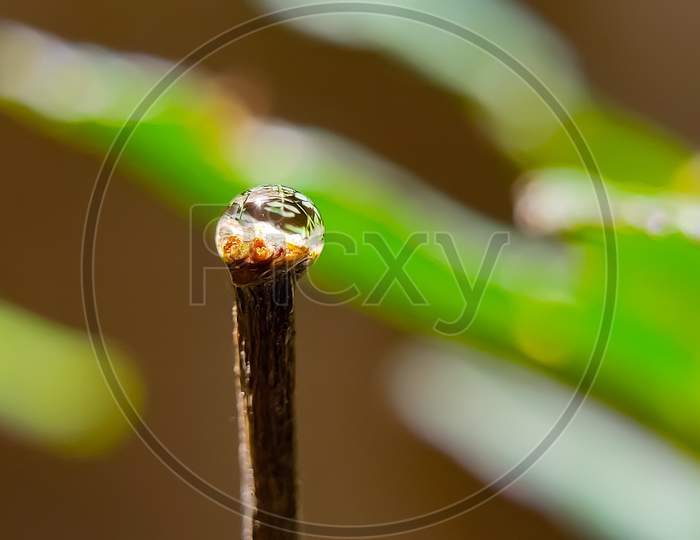 Micro photography of a water droplet on a plant