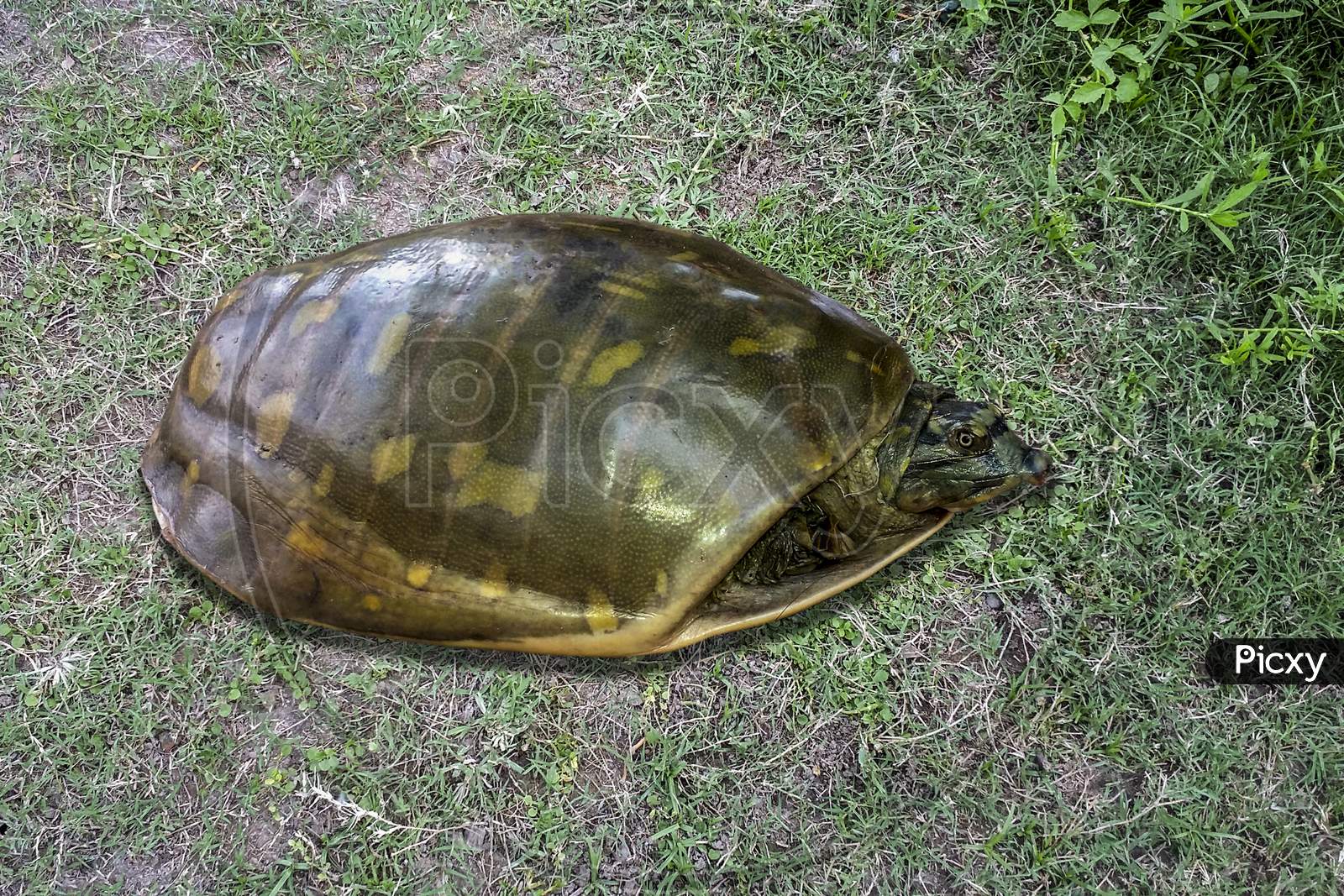 Portrait of Indian tortoise on grass land