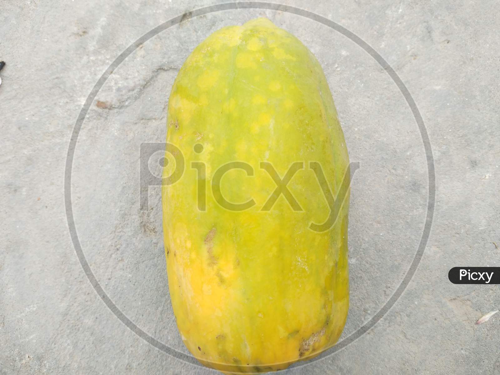 A papaya fruit in spring season
