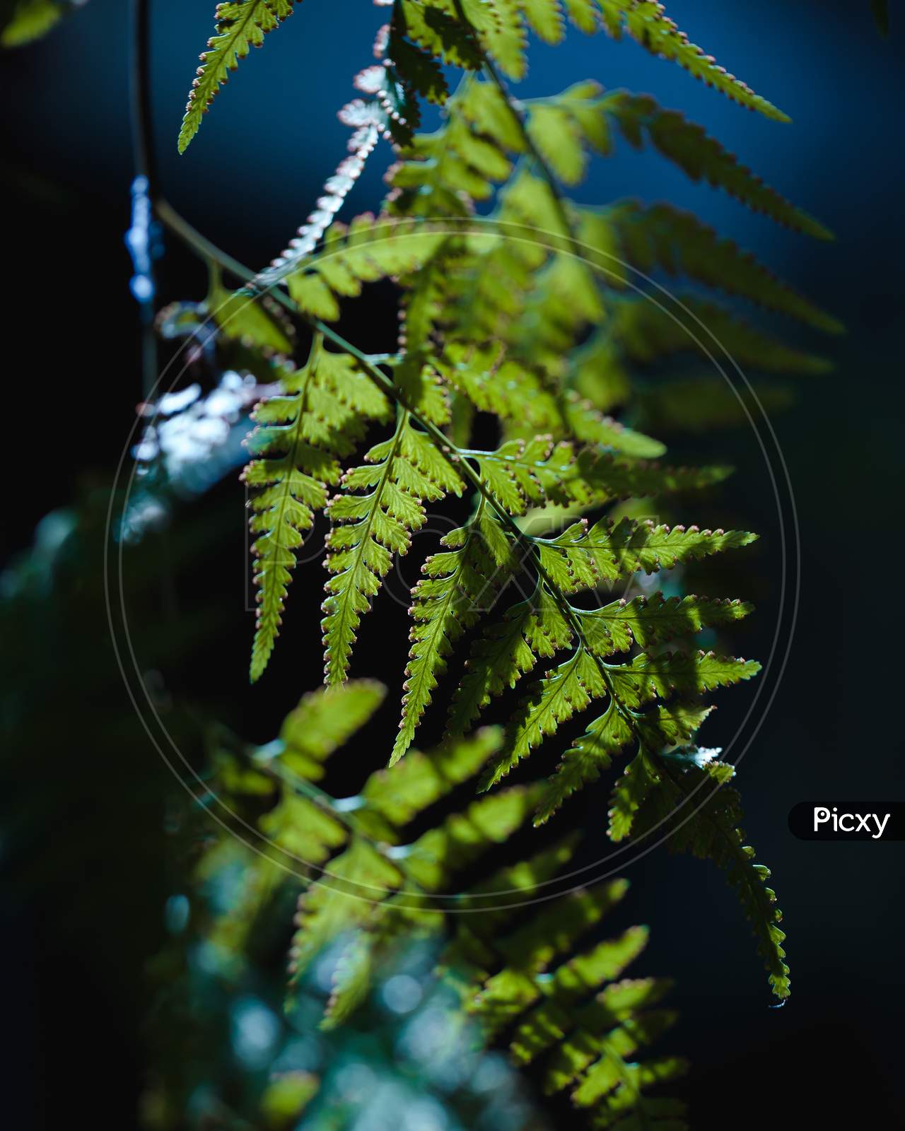 Forest fern, decorated plant, naturally grown outdoor, dark mood lighting