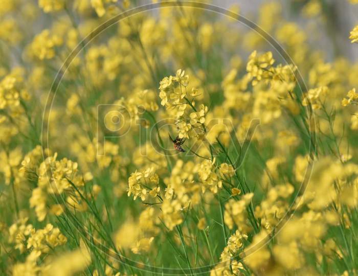 Honey Bee On A Mustard Flower In A Field With Green And Yellow Background