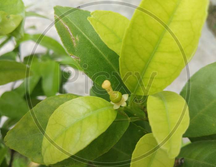 A new born lemon and leaves on a lemon tree
