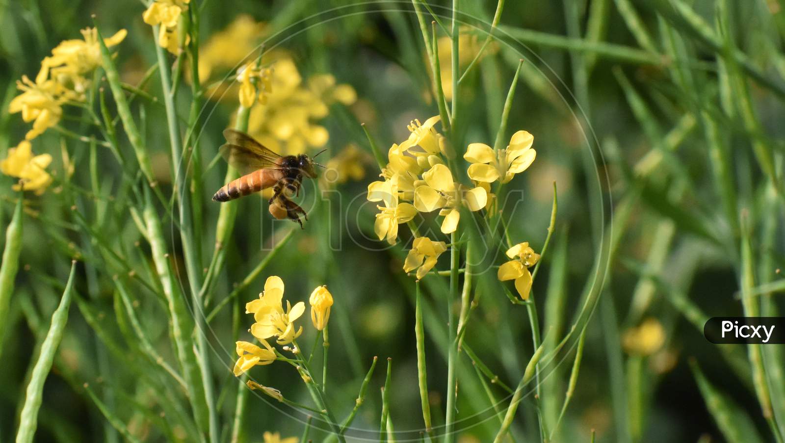 Closeup Of A Bee Hovering Near A Yellow Mustard Flower