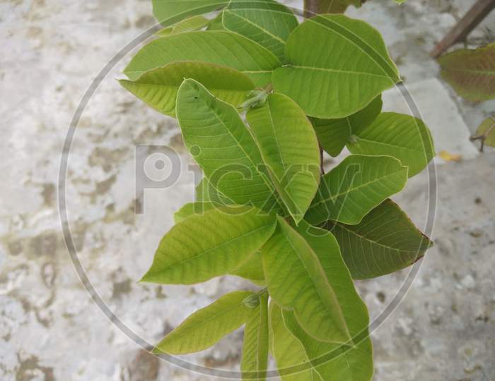 New leaves of guava tree, in spring season