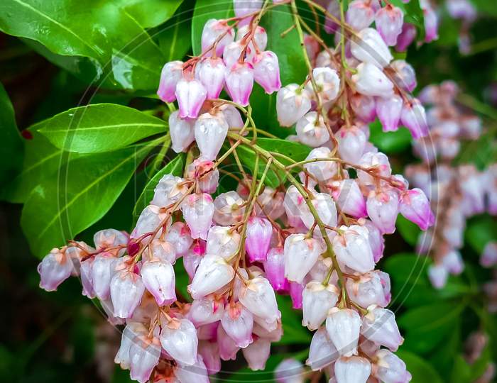 Japanese andromeda flower,Pieris Japonica grown in the garden. After the rain with beautiful droplets