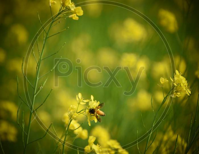 Honey Bee Sitting On A Yellow Mustard Flower With Vignette Effect On Image