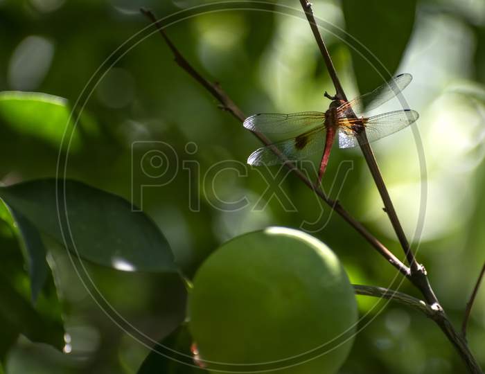 Portrait of a dragonfly or Anisoptera resting on the lemon tree in a garden