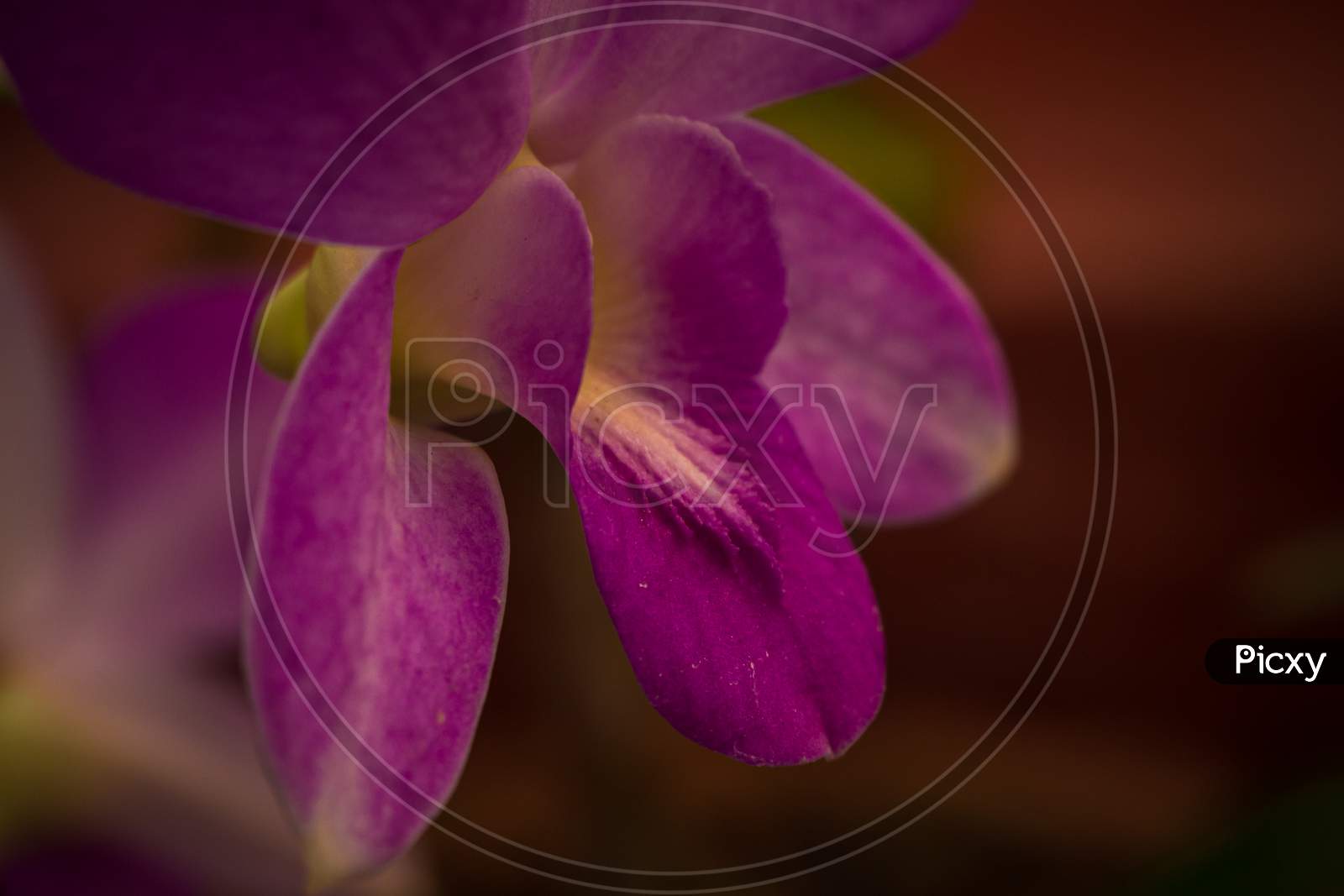 Purple Orchid flower