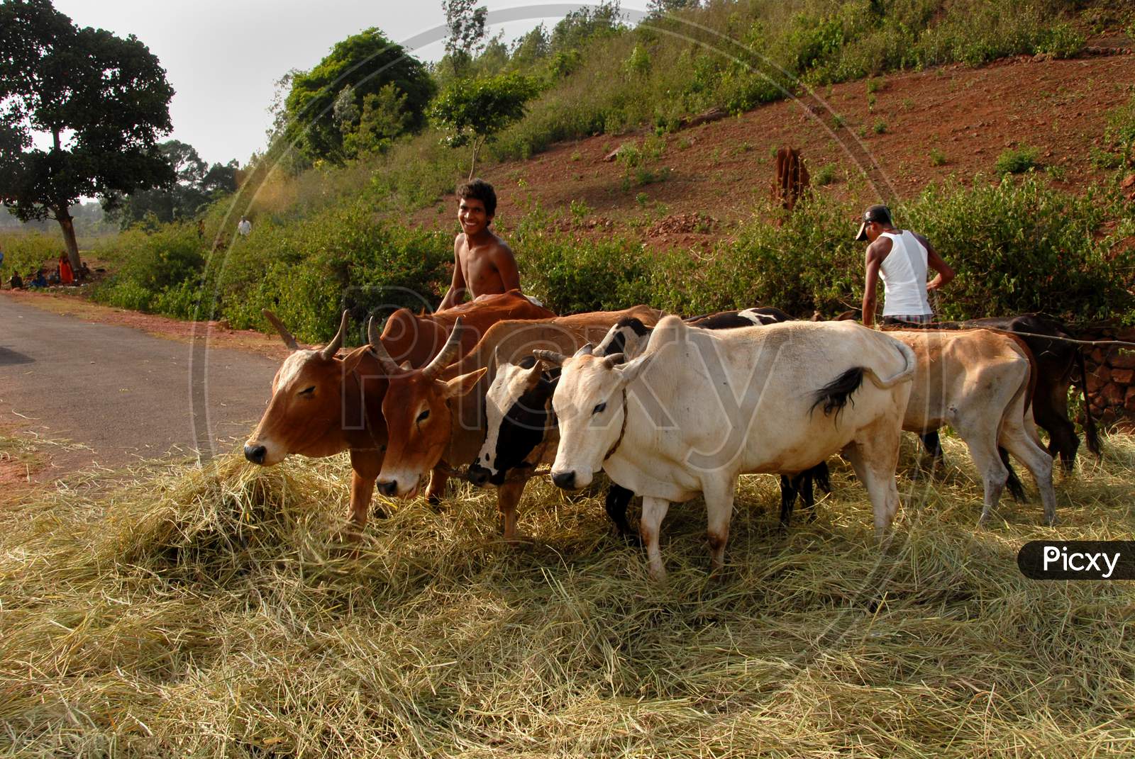 Farmers Grazing Cows or Cattle In Araku