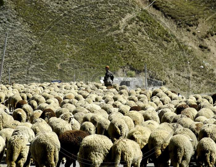 Shepard With Flock of Sheep in Ladakh Roads