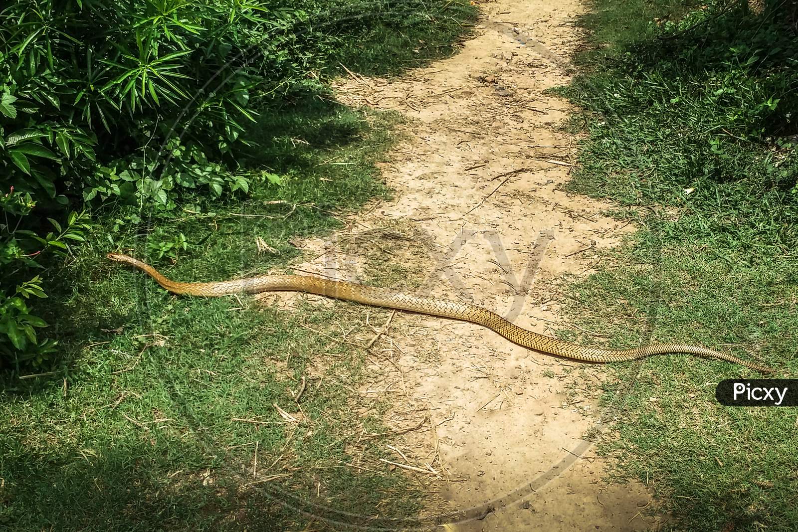 Image of Indian rat snake also known as dhaman
