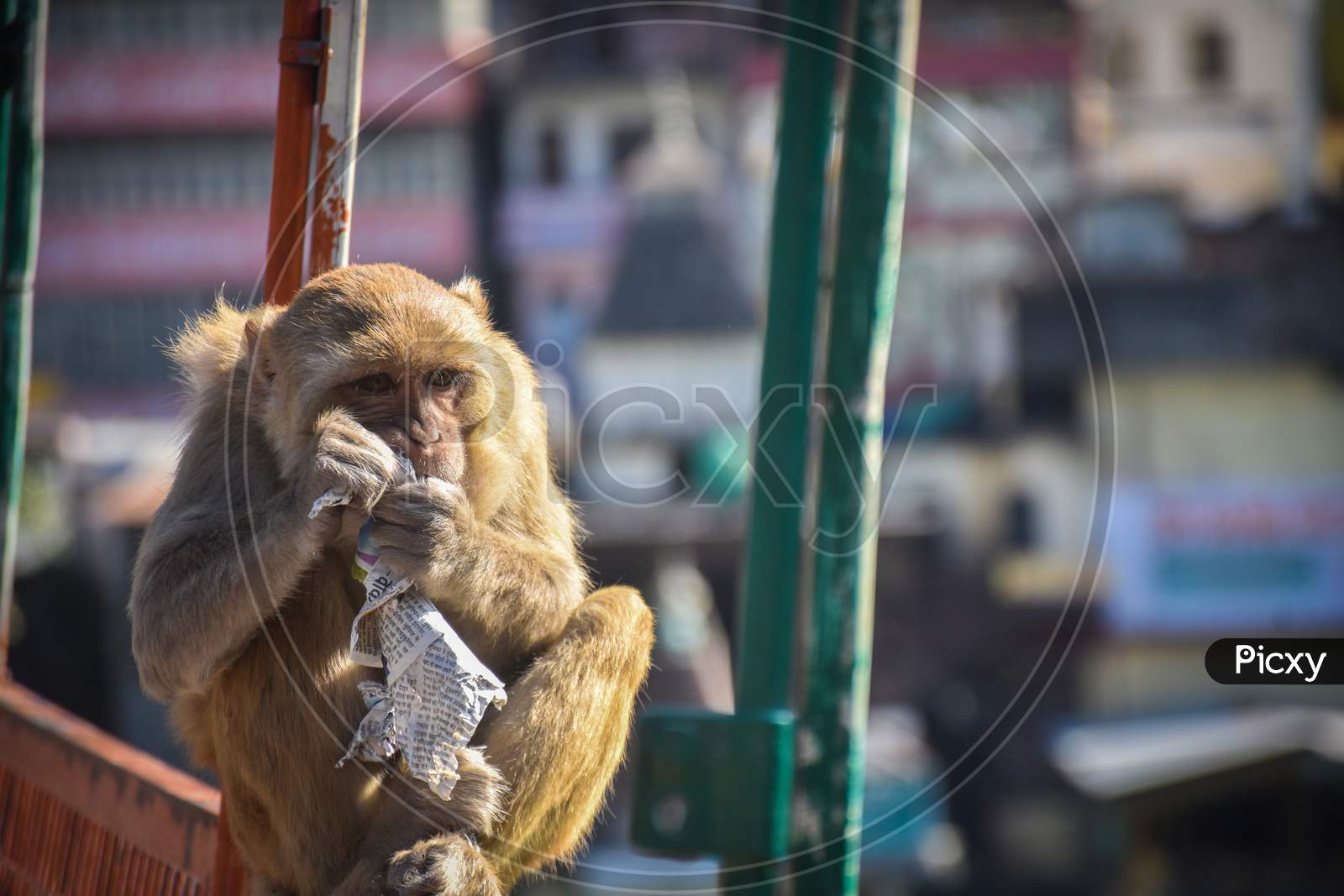 monkey sitting on the indian temple wall