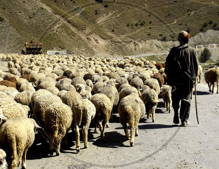 Shepard With Flock of Sheep in Ladakh Roads