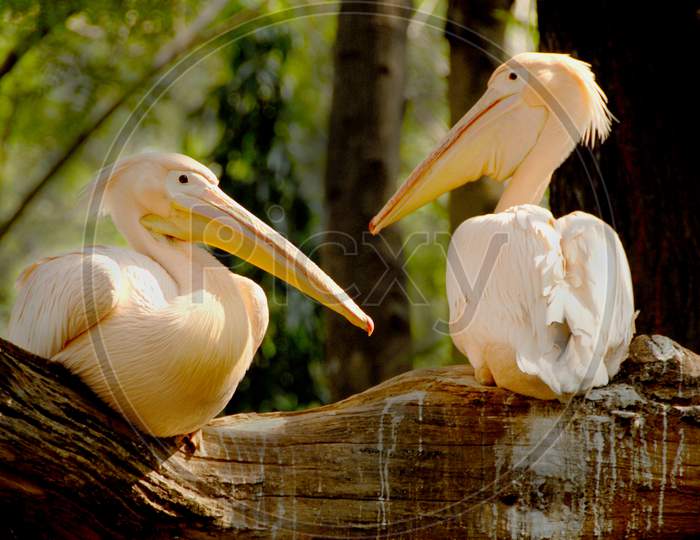 Pelican Bird Couple In a Zoo