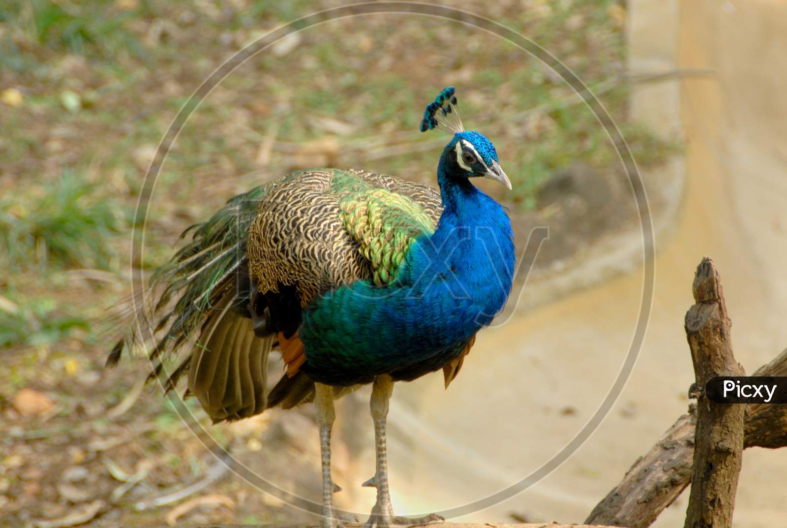 Peacock With Feathers In a Zoo