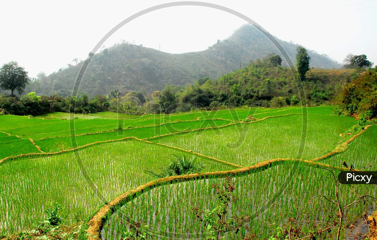 Stepwise Cultivation of Paddy Fields in Terrain Lands of Araku