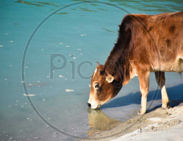 cow drinking water on the beach