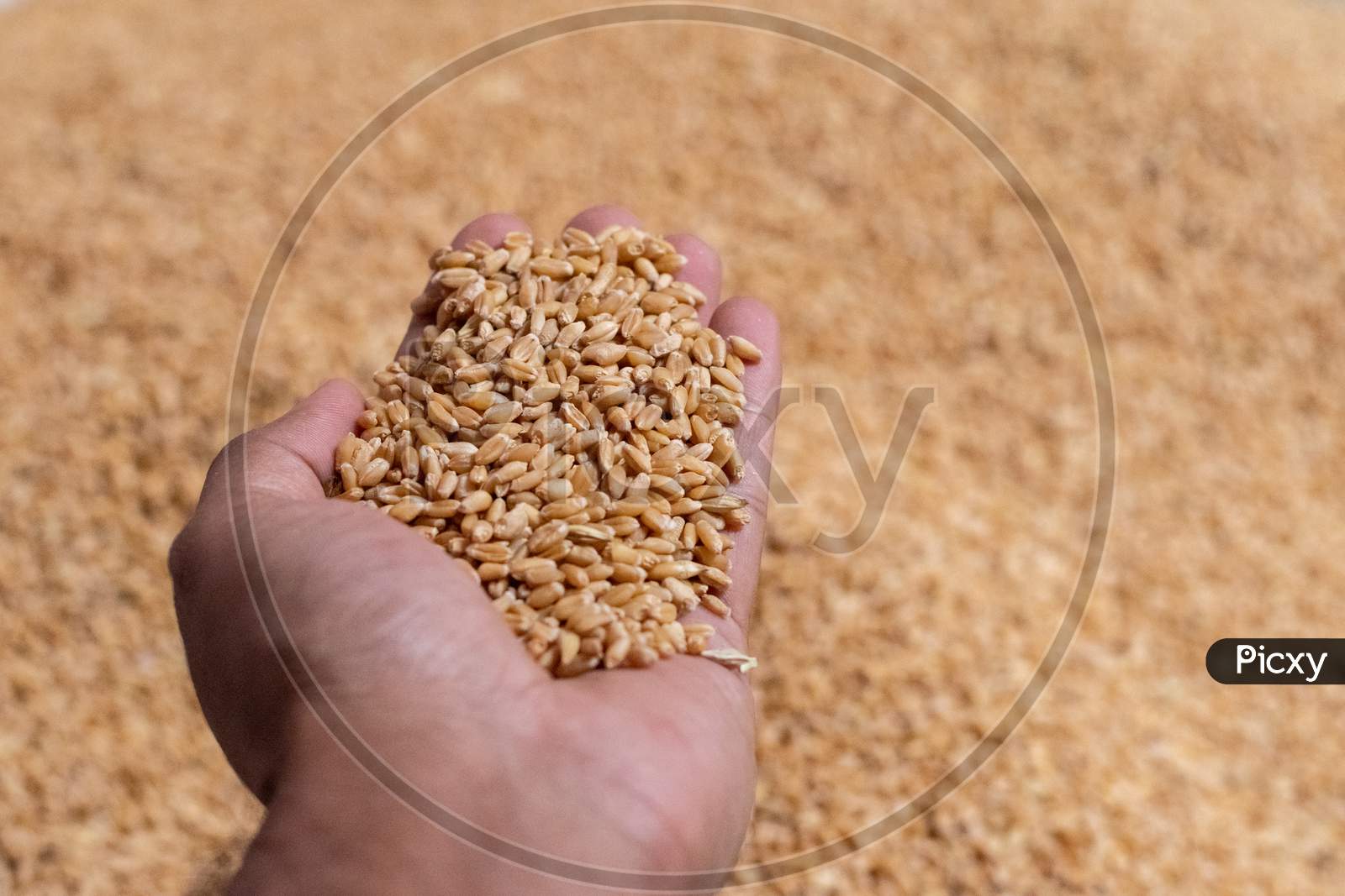 Wheat grains in hand after harvesting and threshing of wheat crop
