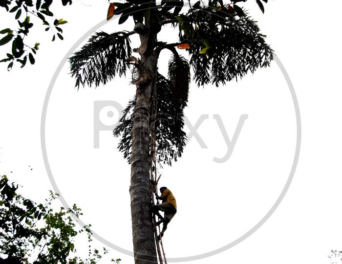 Silhouette Of a Toddy Tapper On a Palm Tree