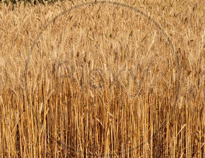 Ripe wheat crop ready for harvesting in an Indian rural village