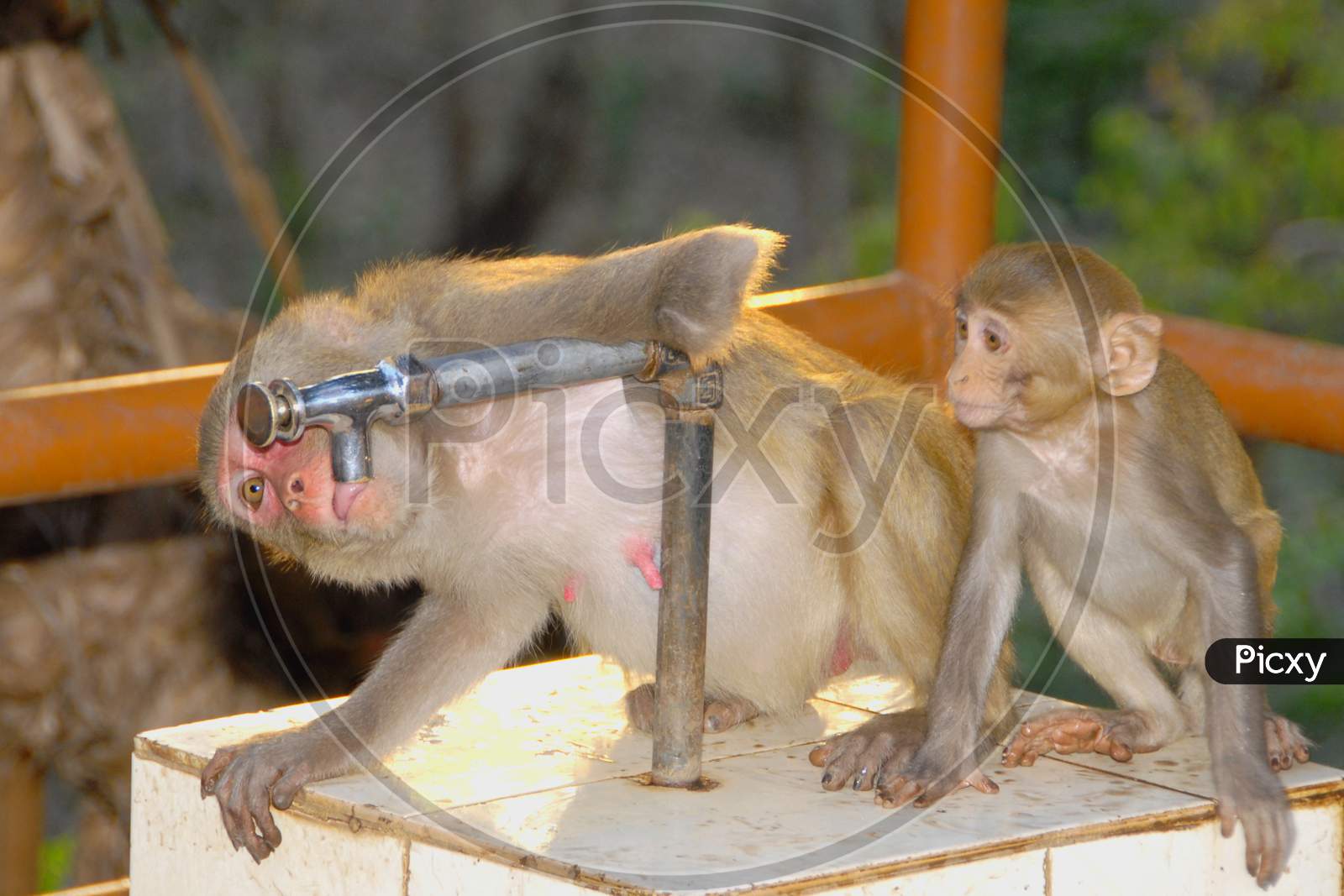 Thirsty Monkey Drinking Water