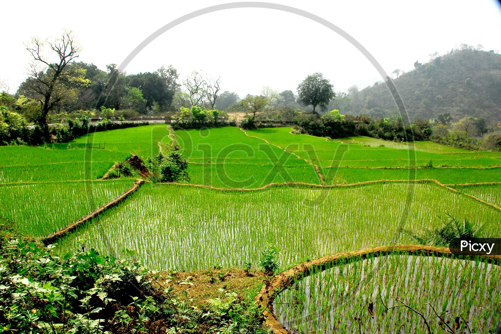 Stepwise Cultivation of Paddy Fields in Terrain Lands of Araku