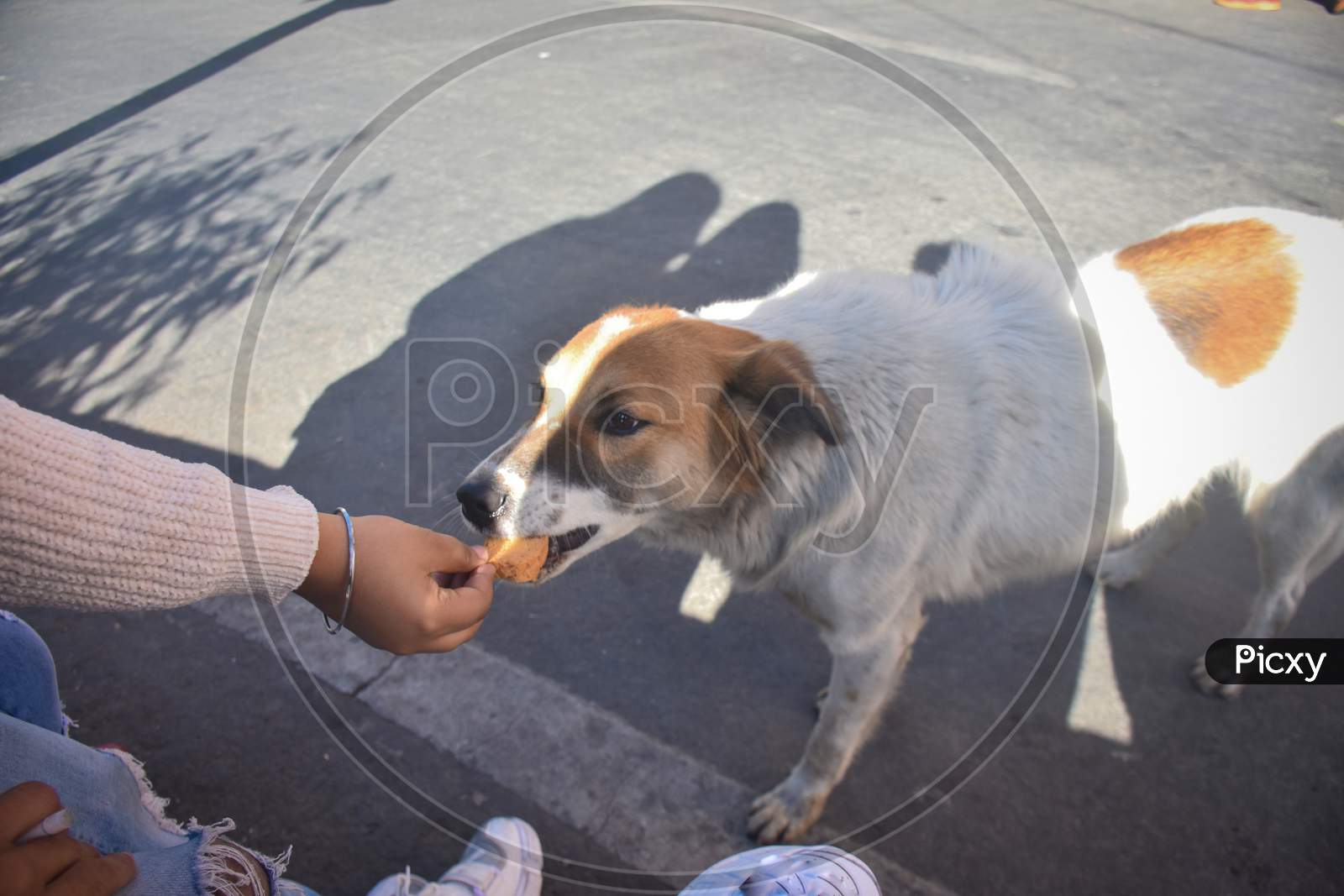 a girl giving the food for the street dog