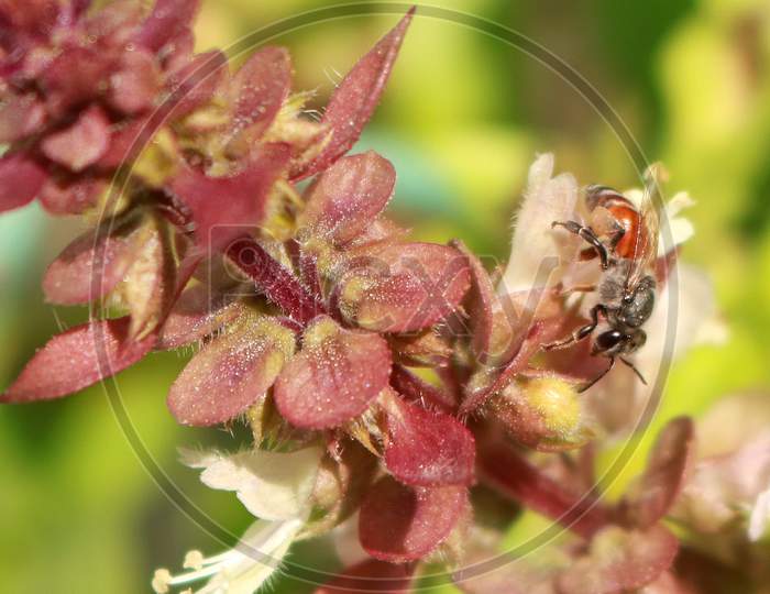 Honey Bee closeup