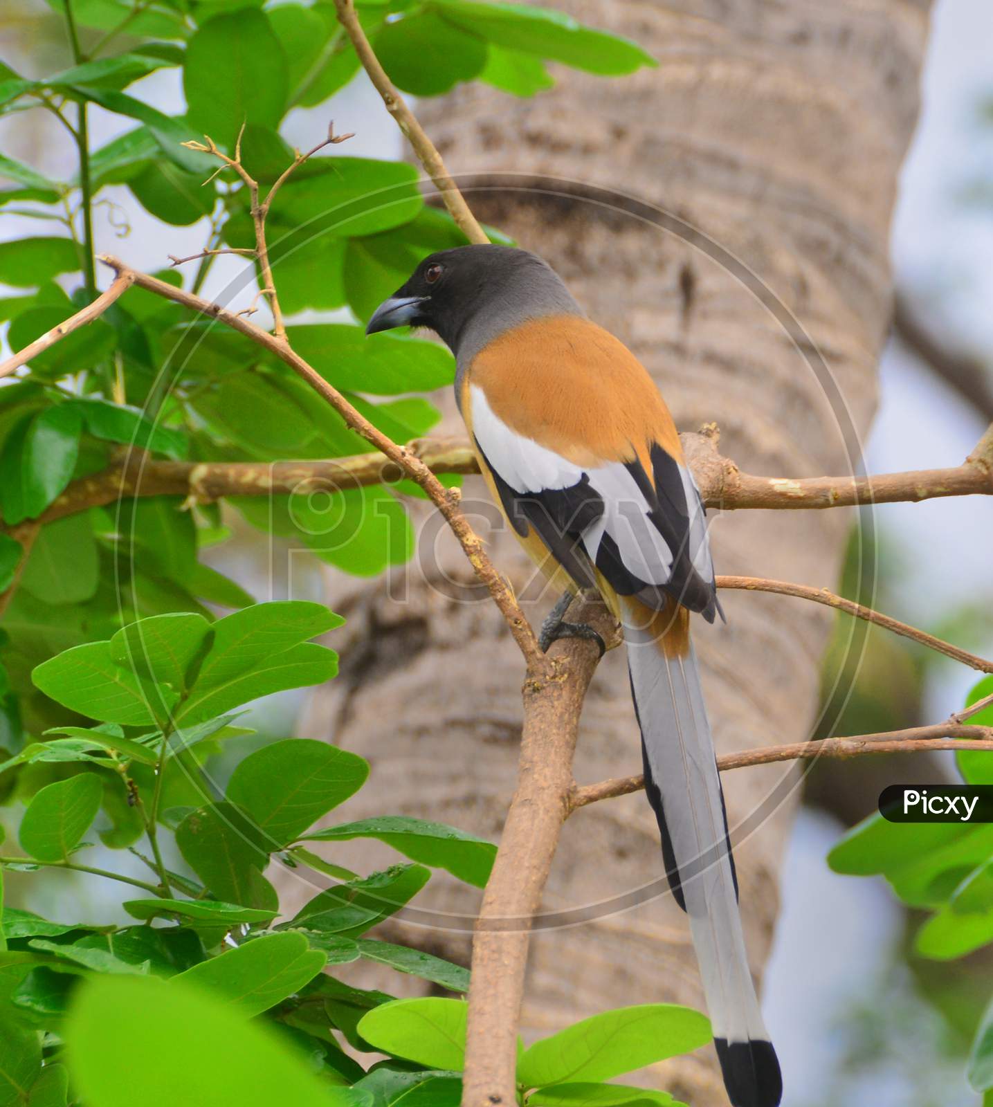 Shrike Or Perching Bird On a Tree