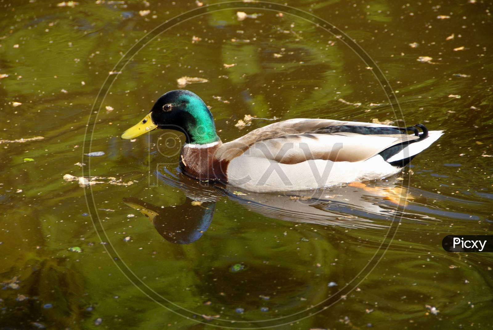 Duck In a Lake Water Pool