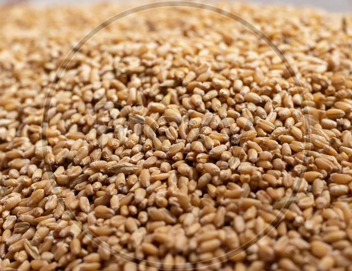 wheat grains closeup