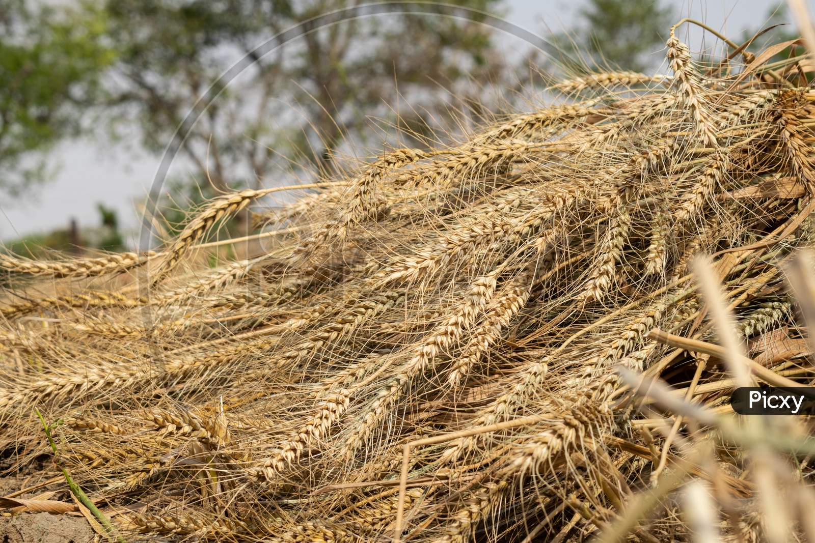 wheat crop at a farm after harvesting in a village