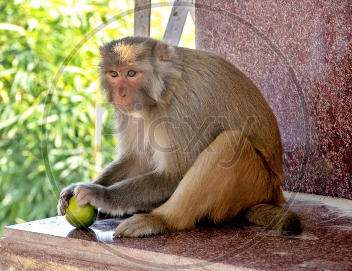 A Monkey Sitting On House Roof