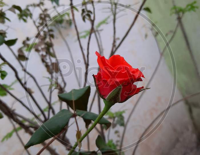 Red paper Rose