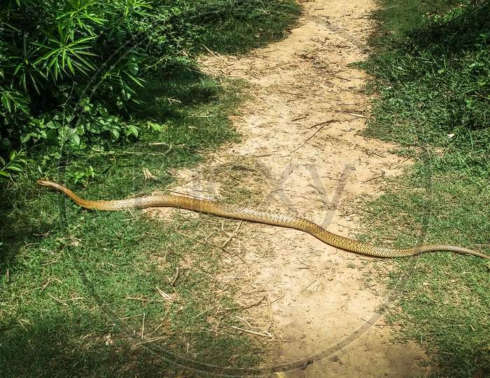 Image of Indian rat snake also known as dhaman