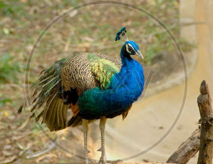 Peacock With Feathers In a Zoo