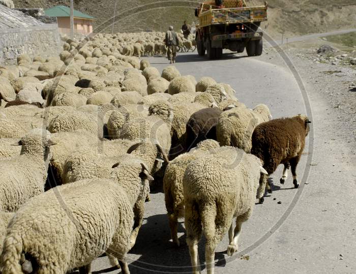 Sheep on the roads of Ladakh