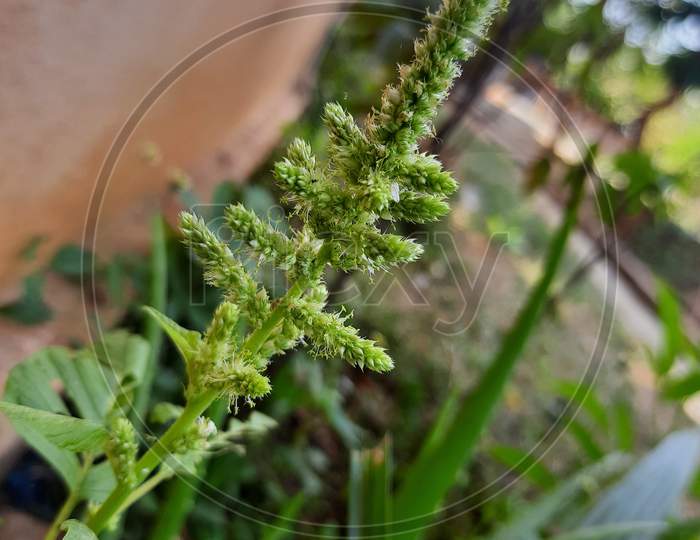 amarnath plant