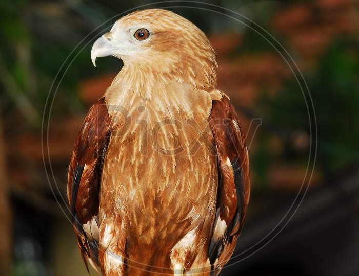 Indian Bold Eagle Or Falcon or Hawk