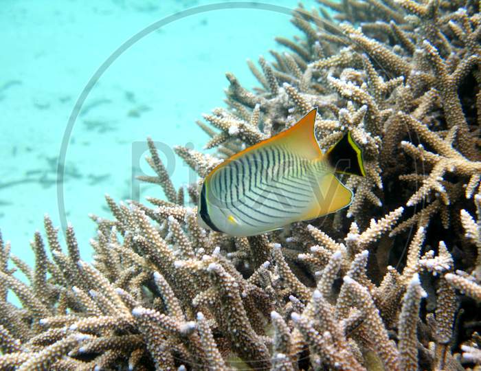 Chevroned Butterflyfish, Chaetodon Trifascialis, Swimming Over Coral Reef