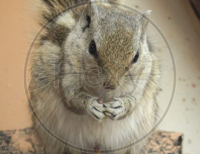 Portrait of squirrel 