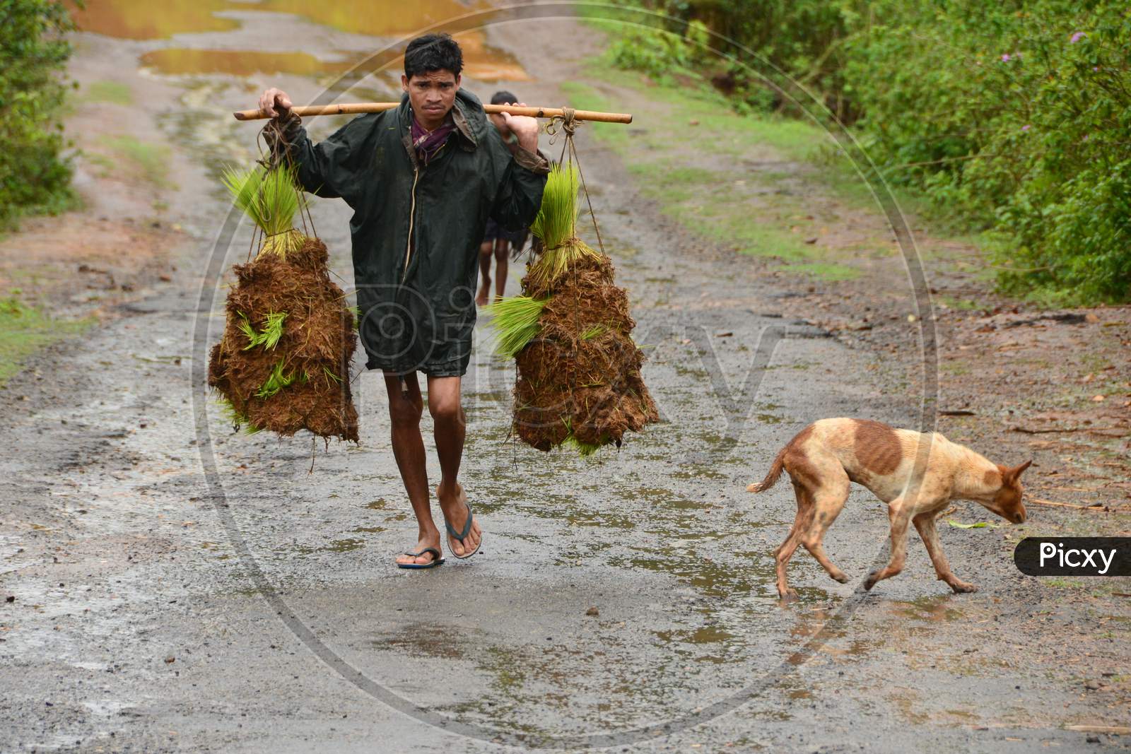 A Farmer Carrying Paddy Saplings In Araku Roads