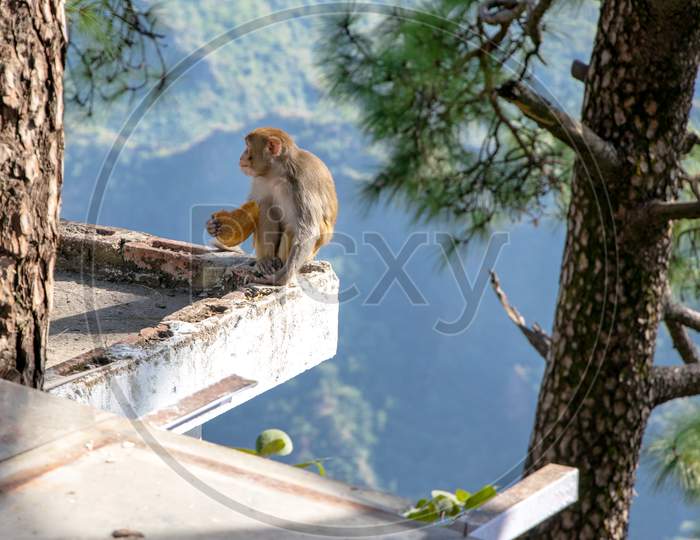 A Monkey Sitting On House Roof