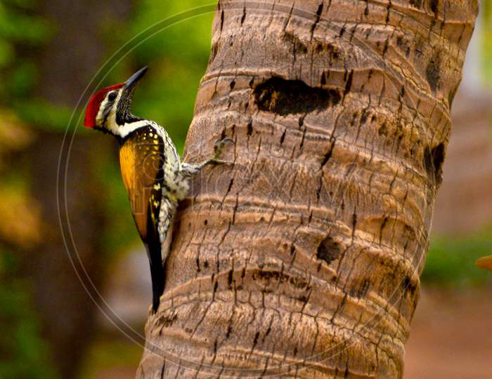 Wood pecker Bird On a Coconut Tree Stem