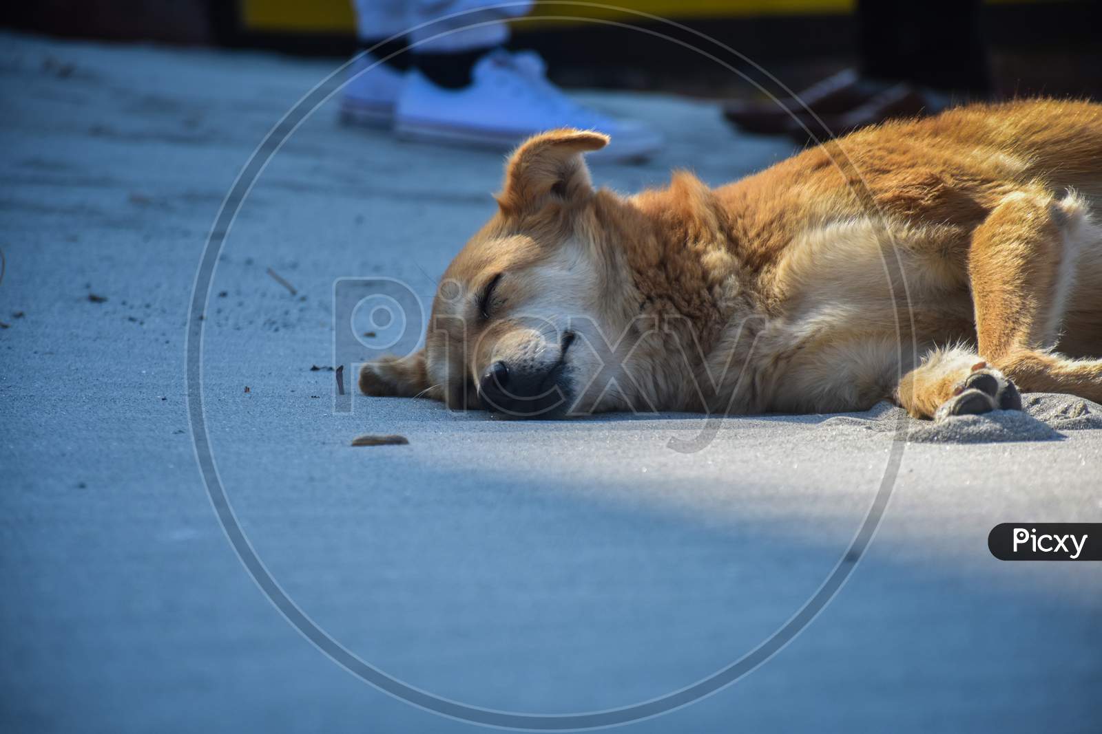 a street dog sleeping on the beach